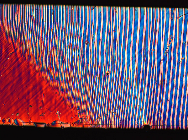 Zjemňování dvojčatění před fázovým rozhraním austenit-martensit. Zdvojčatělá mikrostruktura v martensitu je tvořena směsí typů hranic dvojčatění. Optický mikroskop, Nomarského kontrast, velikost strany obrázku přibližně 1 mm.
