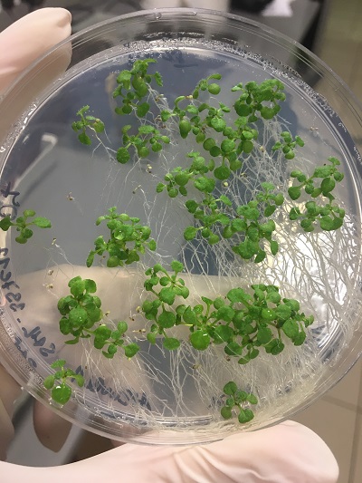 Rostlinky Arabidopsis na Petriho misce