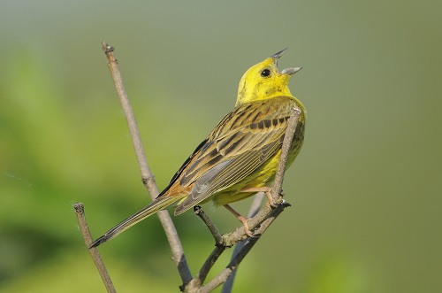 Emberiza citinella in Poland photo C. Korkosz