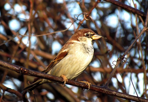 Passer domesticus italiae photo Fabio Pruscini