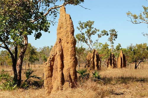 termite-mounds-695209_1920