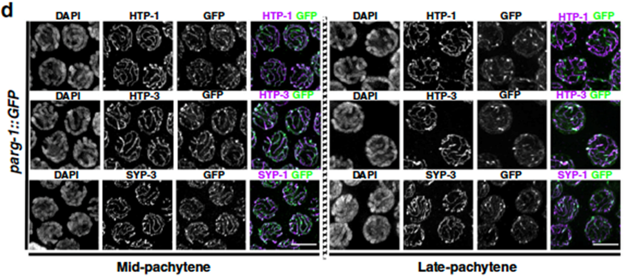 Image 1: Oocytes at the indicated stage stained for different subunits of the SC and PARG-1 (GFP). From Janisiw et al.; Nature Communications, 2020.
