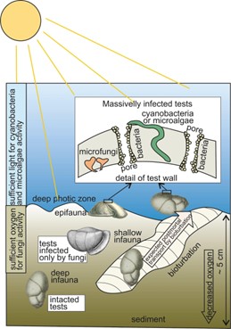 Model destrukce vápnitých schránek vrtavými mikroorganizmy