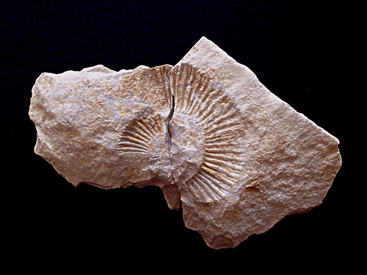 zkamenělina krunýře