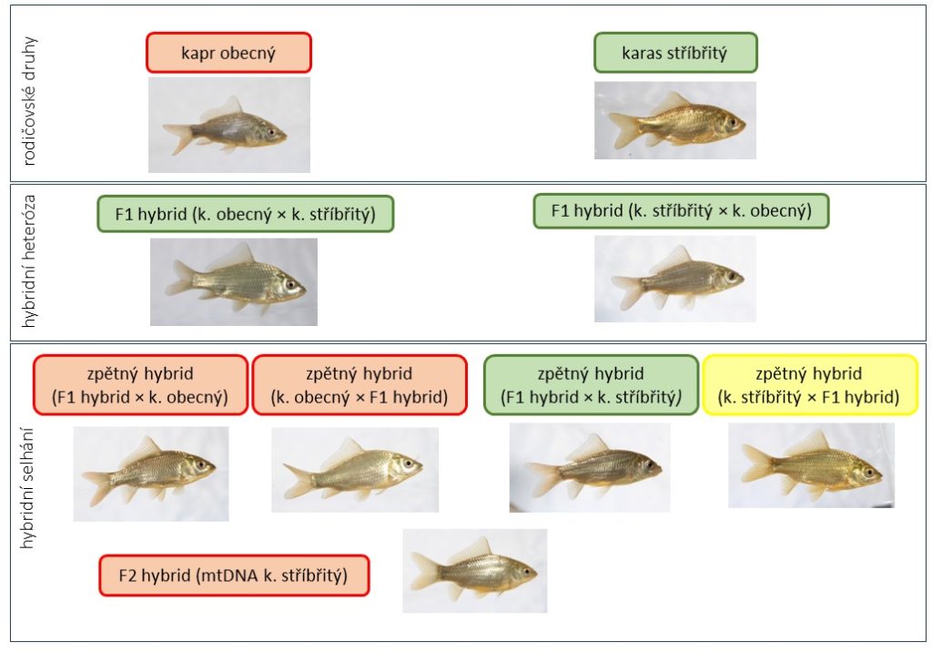 Schéma křížení aplikováno v systému kapr obecný a karas stříbřitý. Vnímavost k viru jarní virémie je označena barevně (zeleně – rezistentní generace, červeně – vnímavé generace, žlutě – středně vnímavé generace).