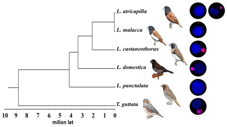 Variabilita ve velikosti zárodečného chromozomu