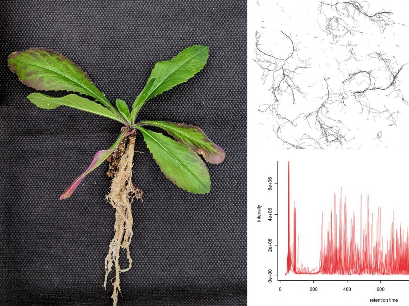 studie korenovych exudatu