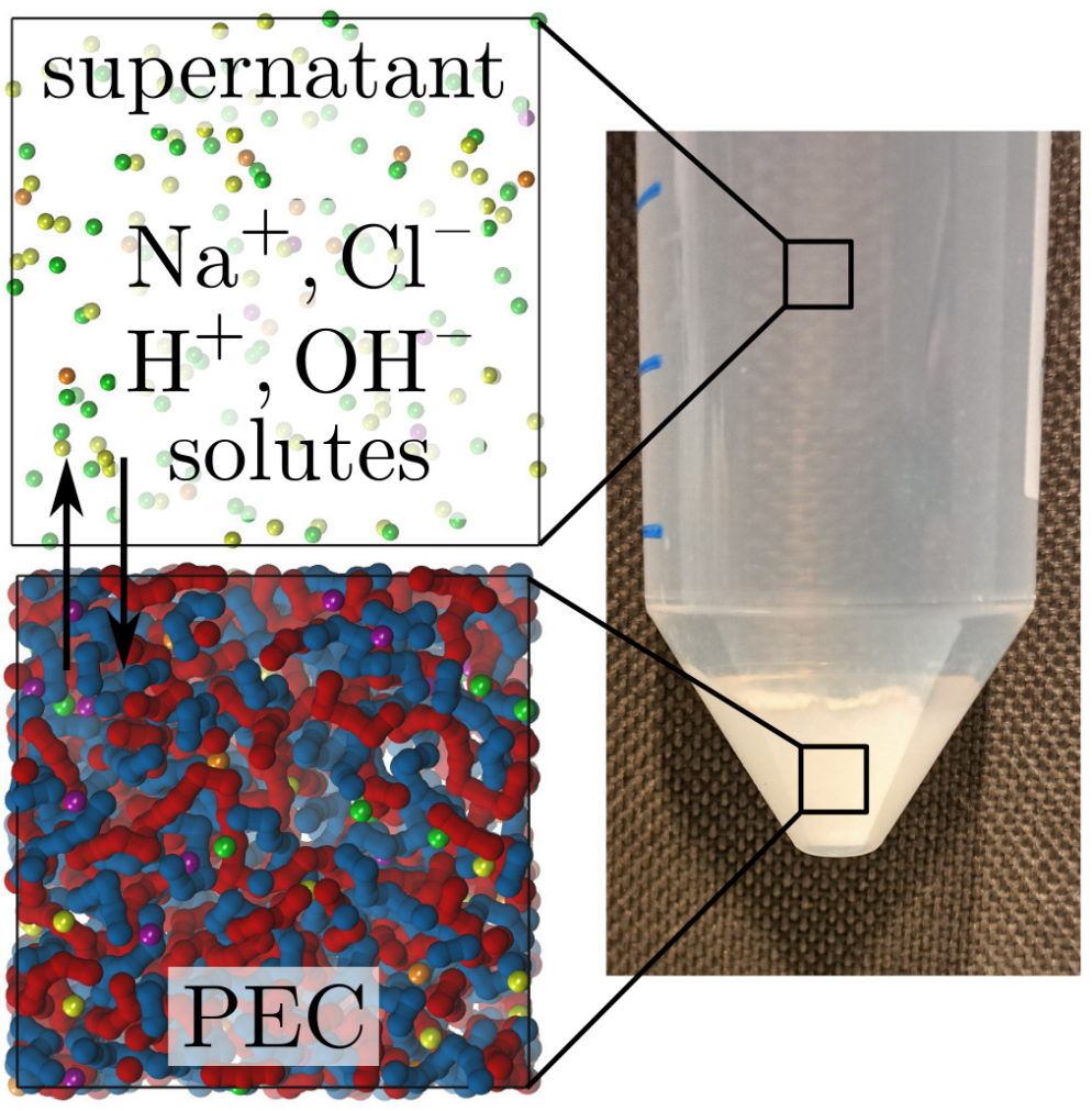 molekulární model pro simulace fázové rovnováhy mezi polyelektrolytovým koacervátem (PEC) a supernatantem (roztokem, který obsahuje pouze malé ionty); Vpravo: fotografie skutečného koacervátu v rovnováze se supernatantem, jehož chování jsme studovali pomocí simulací i experimentů. Obrázky z publikace https://doi.org/10.1021/acs.macromol.3c01209 Autor: Dr. Roman Staňo 