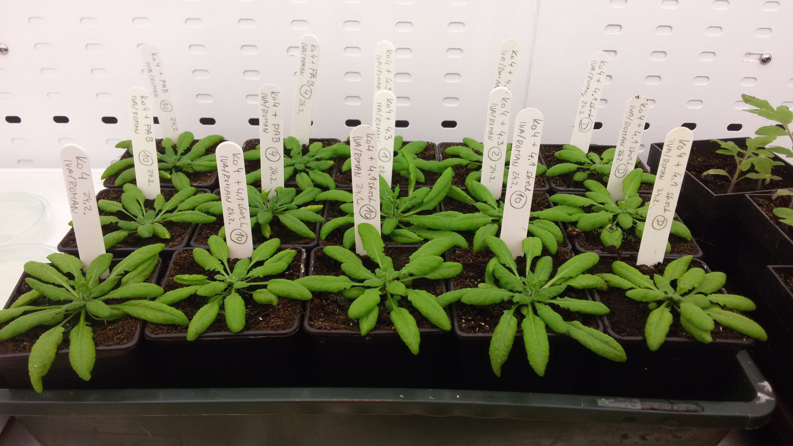 transgenni rostliny Arabidopsis thaliana