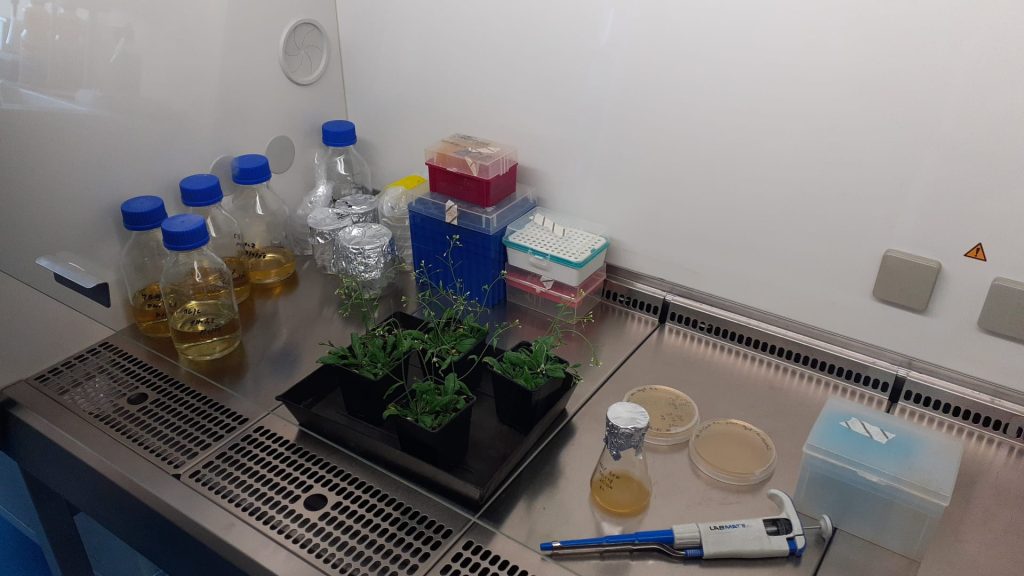 Příprava transgenních rostlin Arabidopsis thaliana.