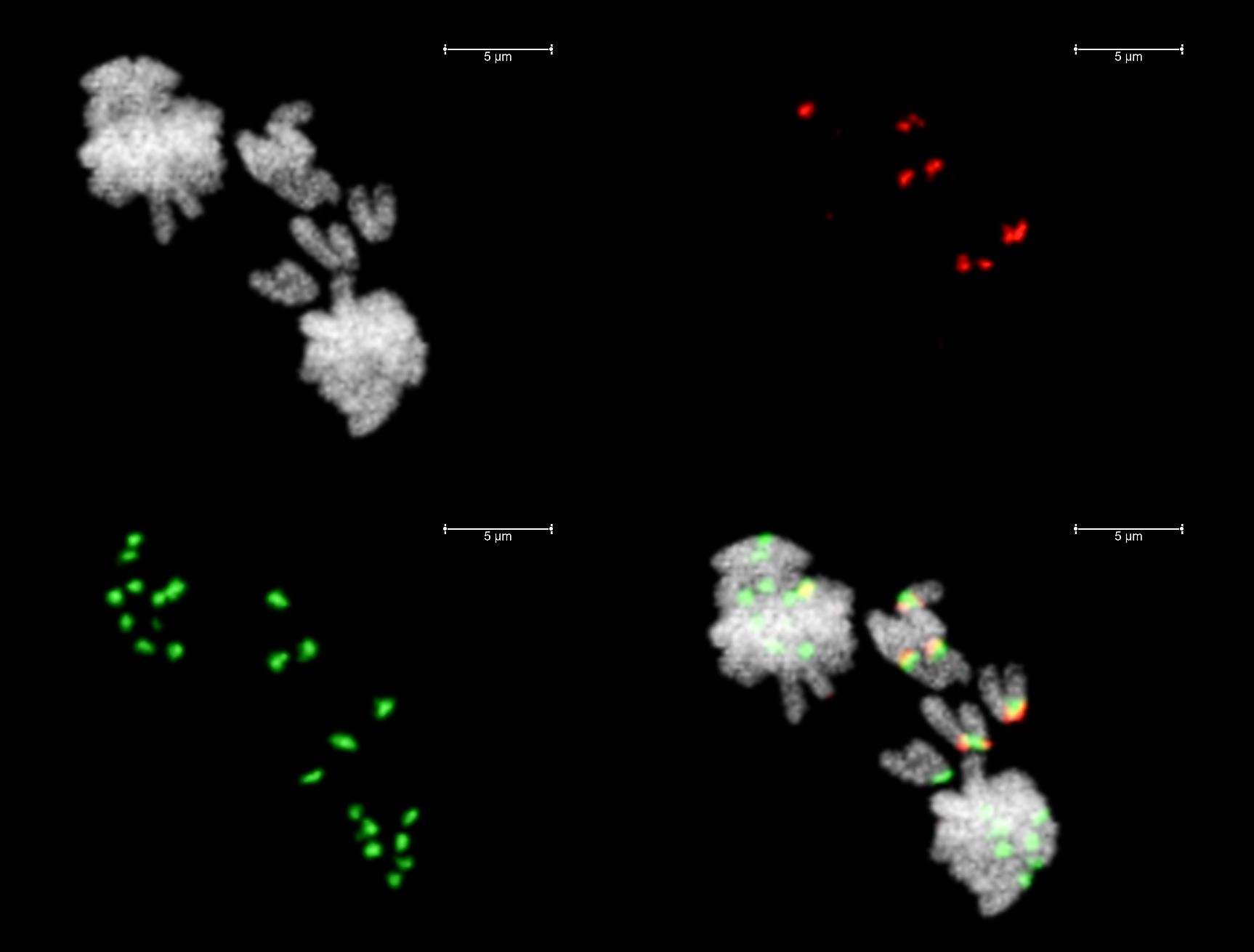 Vědci poprvé zachytili osud mizících chromozomů v&nbsp;buňkách rostlinného embrya